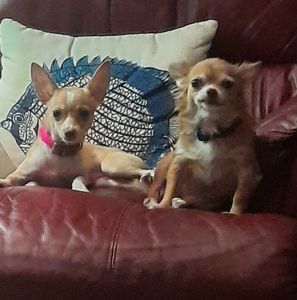 Meet your Posher, Donna